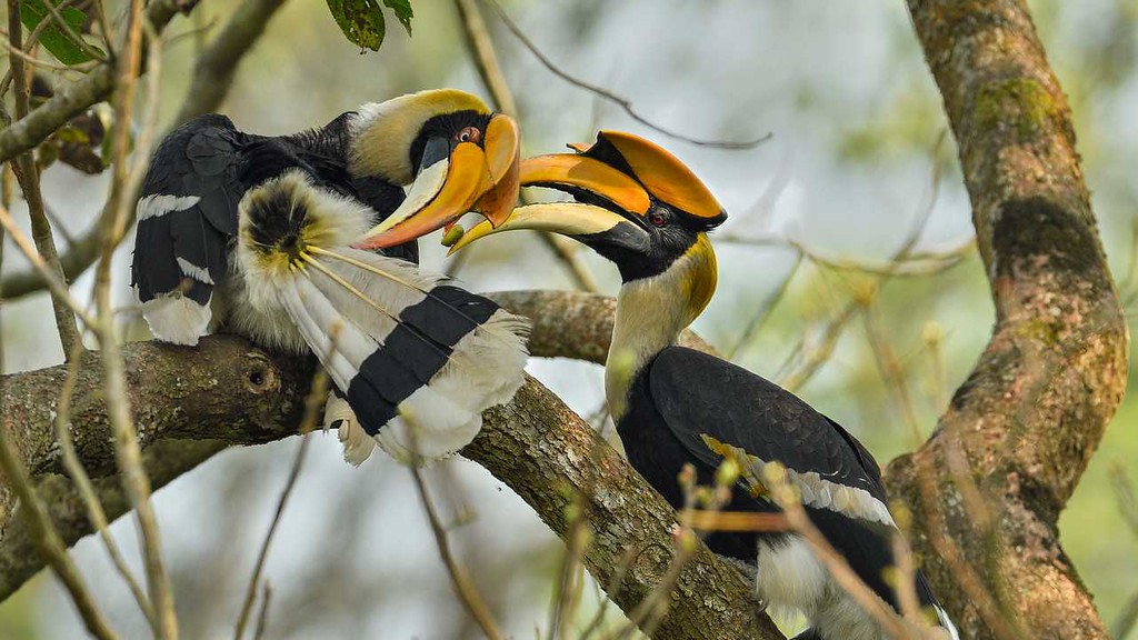 A close-up of a Great Hornbill perched on a tropical tree branch, showcasing its massive yellow and black beak and red eyes.