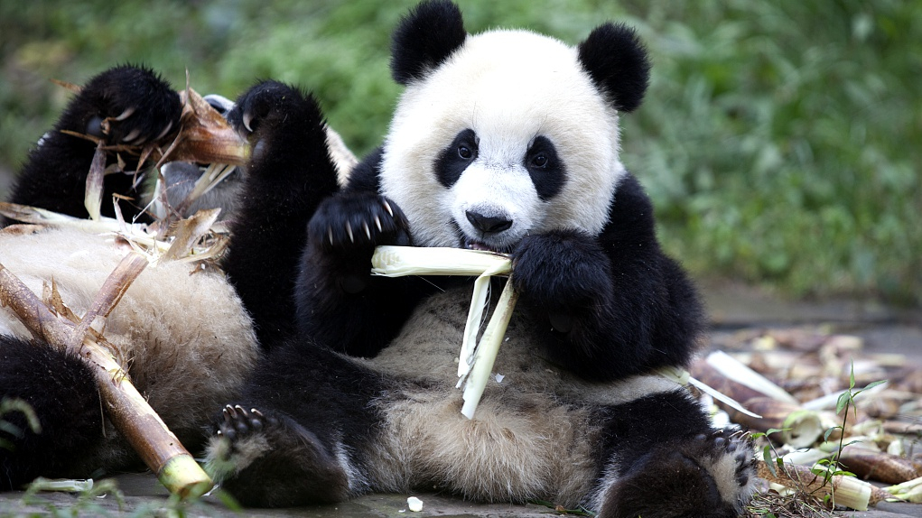 A Giant Panda sitting and eating bamboo in a lush green forest.