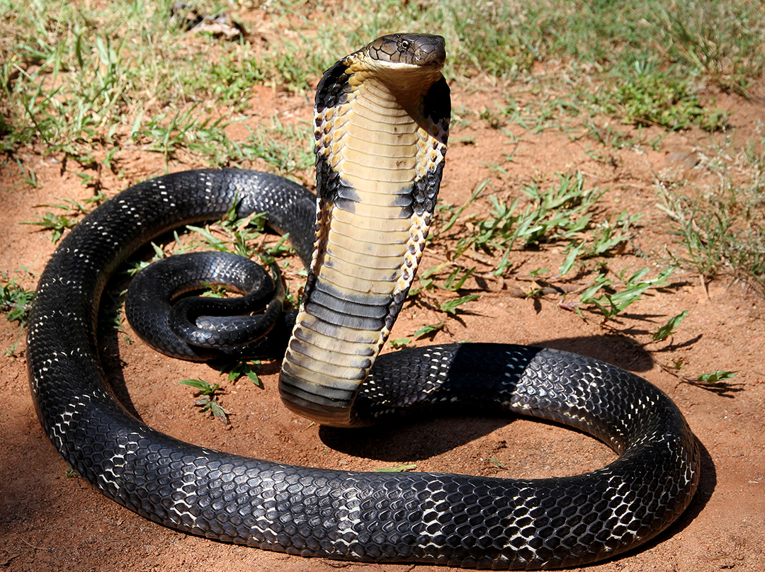 A King Cobra raised high in an intimidating posture, spreading its narrow hood in the wild forest.