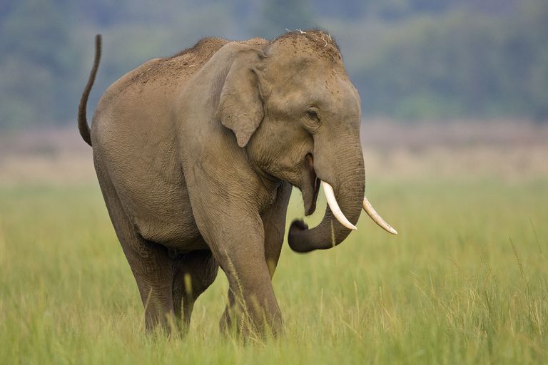A majestic Asian Elephant walking through the lush green forests of Mondulkiri, Cambodia.