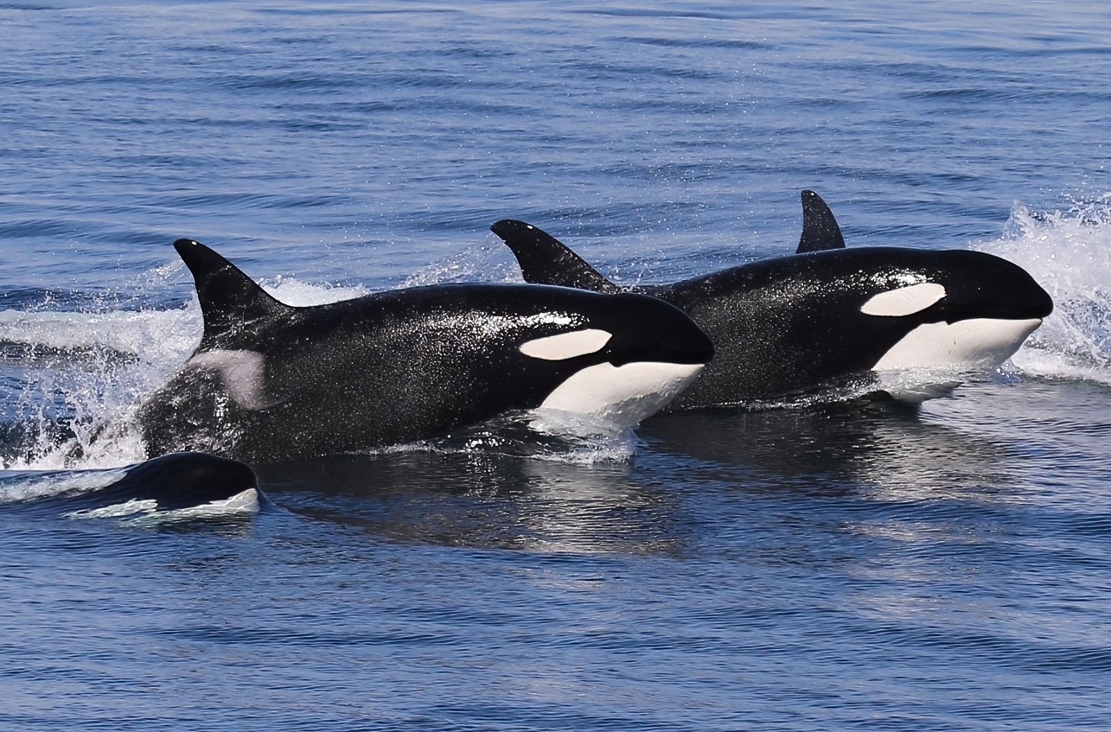 A majestic Orca whale jumping out of the ocean water against a scenic backdrop.