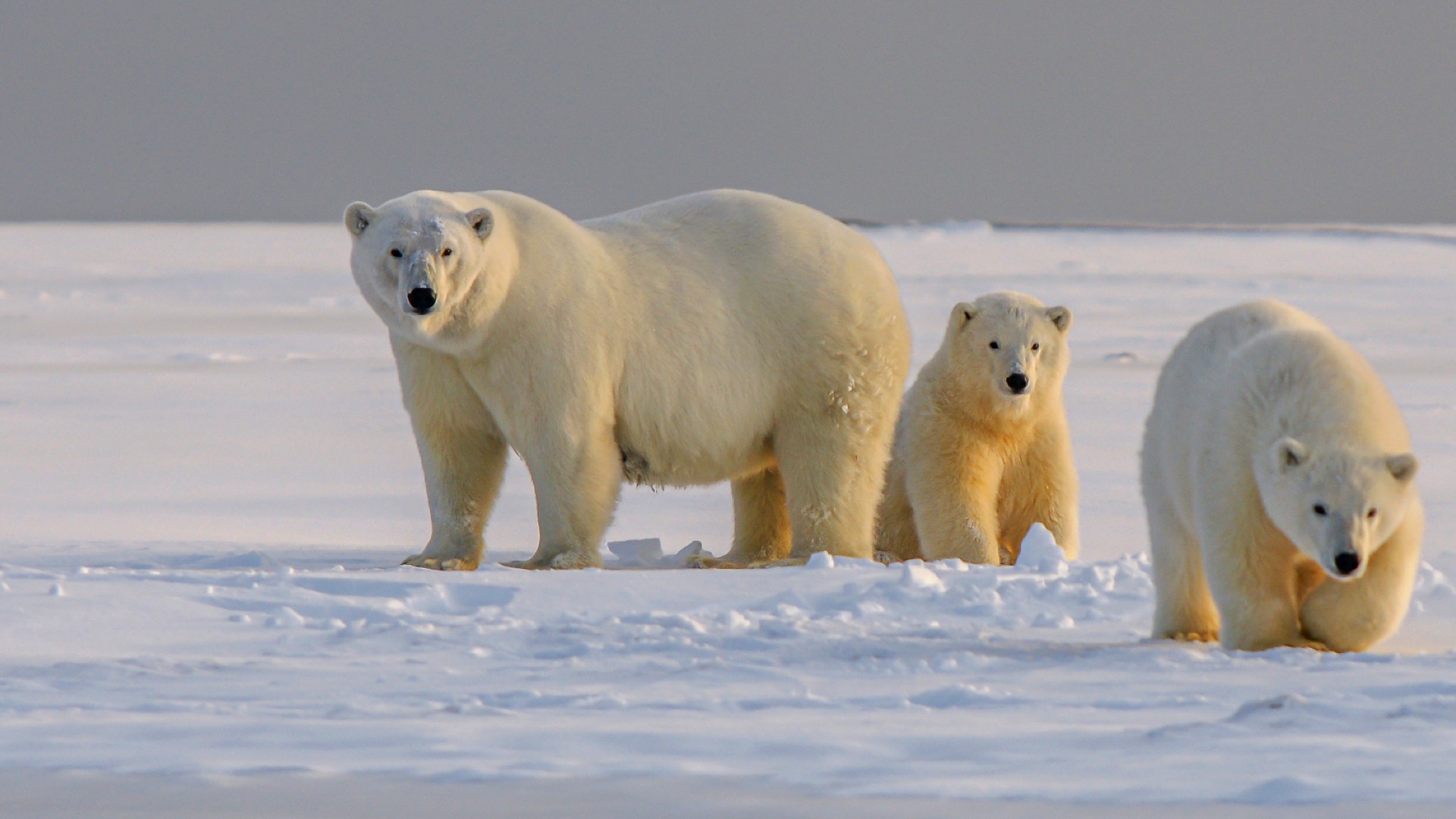 A majestic Polar Bear walking on a vast iceberg in the Arctic under the golden sun.