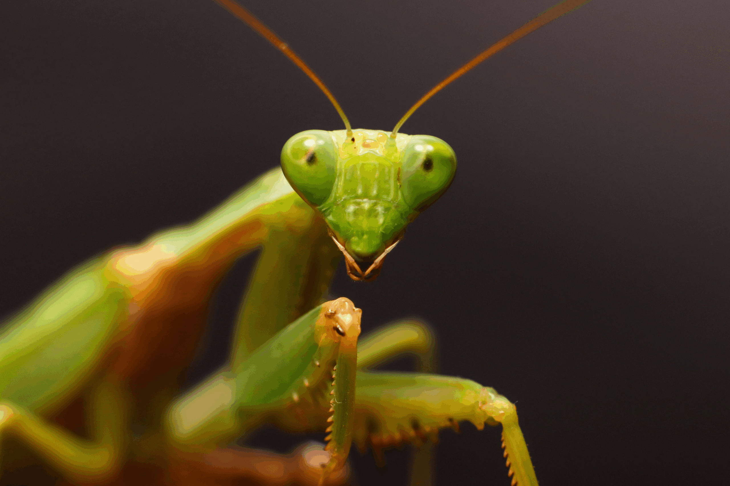 A green Praying Mantis in a defensive posture on a flower, looking directly into the camera.