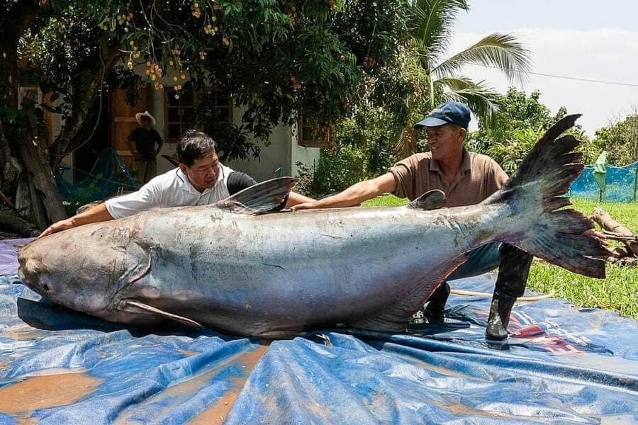 A massive Mekong Giant Catfish being released back into the river by conservationists.