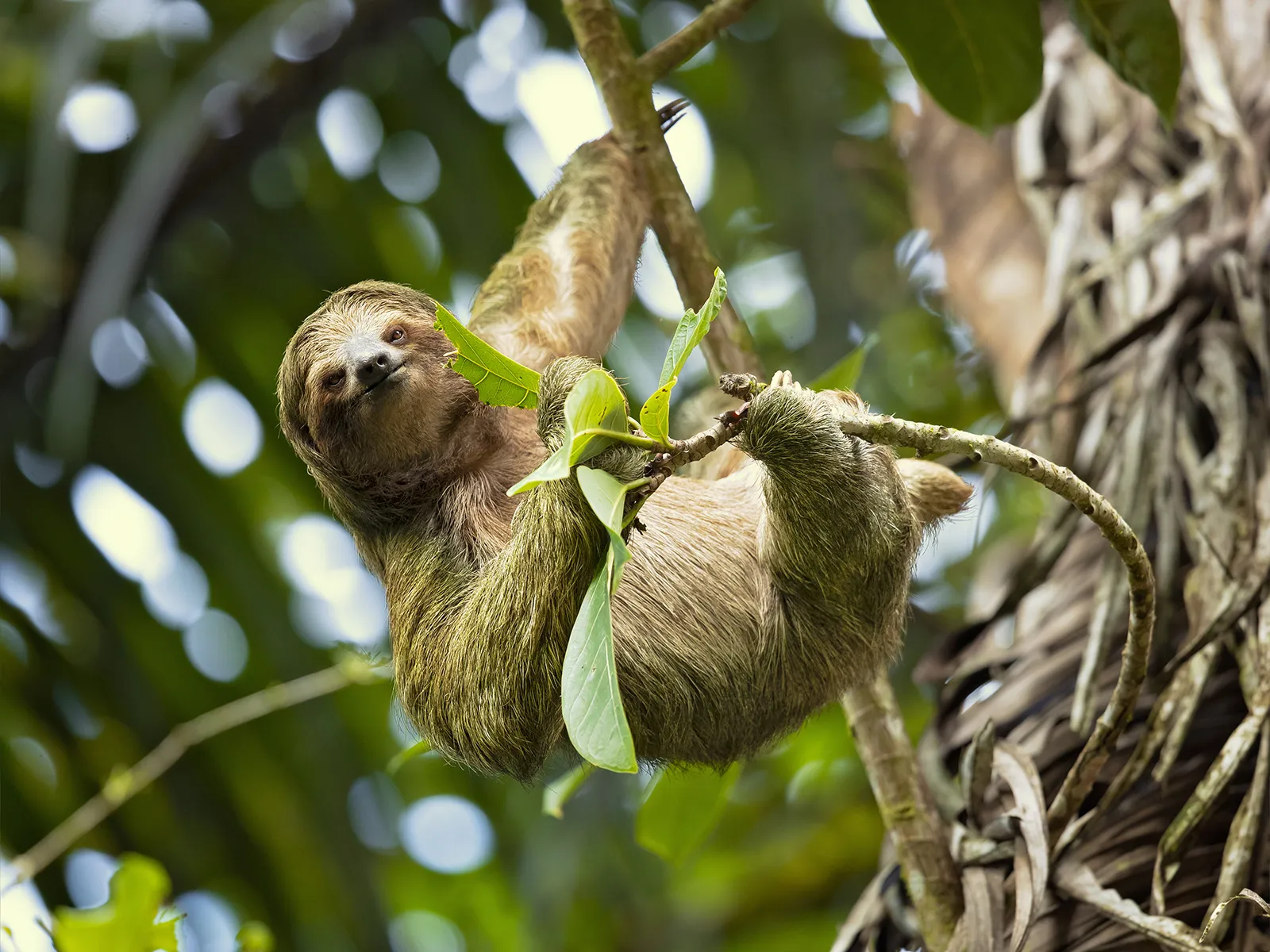 A three-toed sloth hanging upside down from a tree branch in the tropical rainforest.