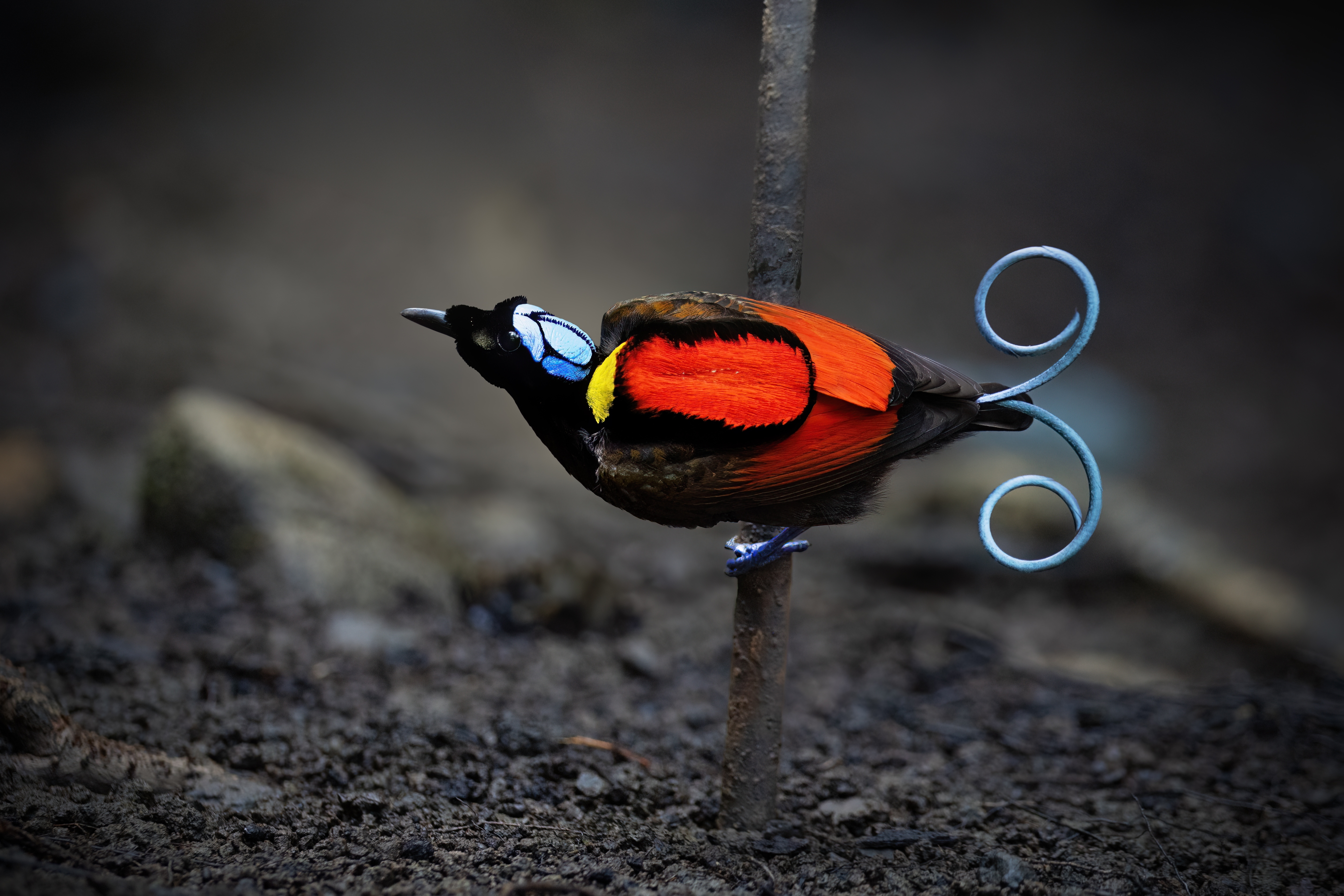 A high-angle shot of a Wilson's Bird-of-Paradise, highlighting its unique turquoise-blue "crown" with black cross-hatched patterns and vivid crimson back.