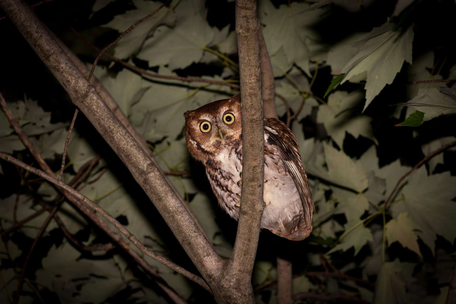 A mysterious owl perched on a branch at night, looking with large glowing eyes.