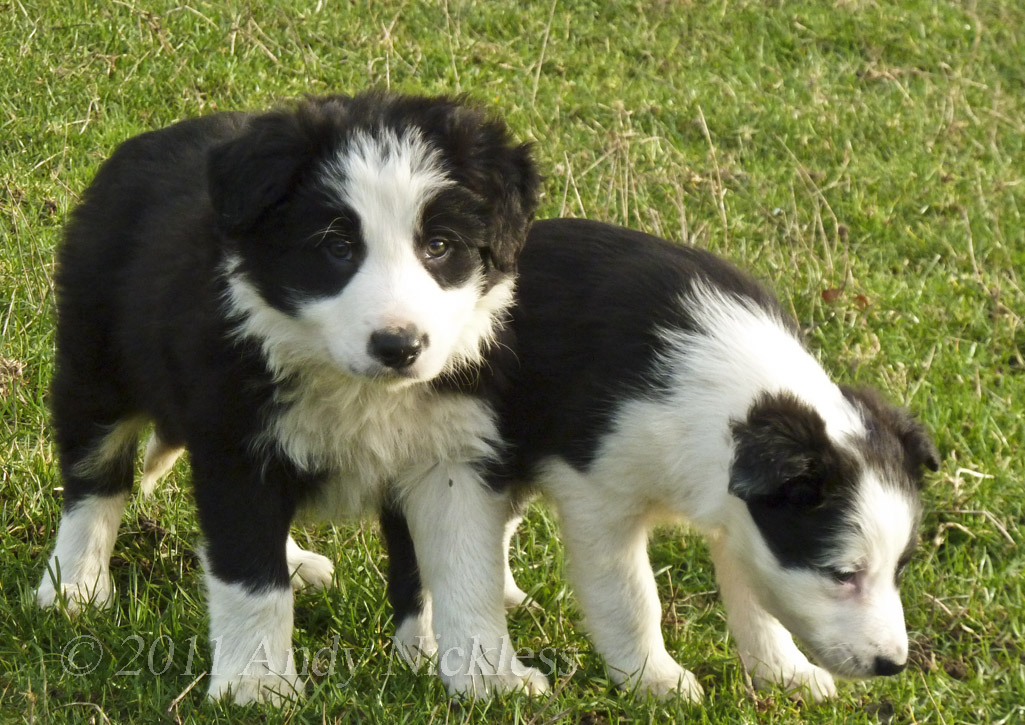 sheepdog baby