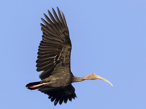 Close-up of a Giant Ibis bill probing into the mud for food.