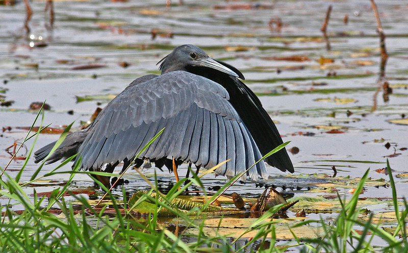 black-heron-umbrella-bird-canopy-feeding-facts