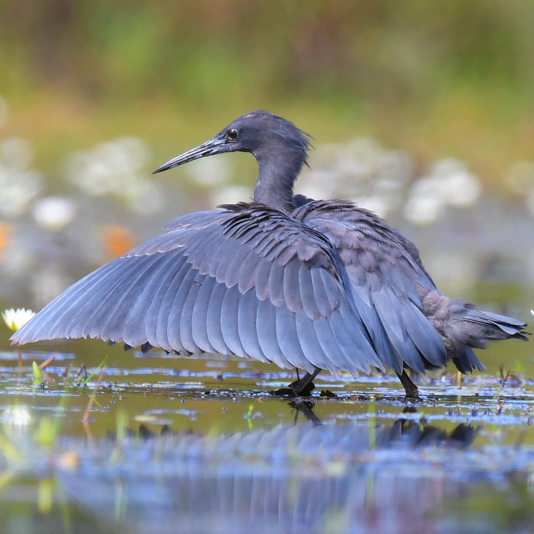 black-heron-umbrella-bird-canopy-feeding-facts