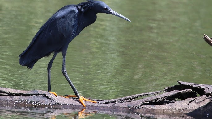 black-heron-umbrella-bird-canopy-feeding-facts
