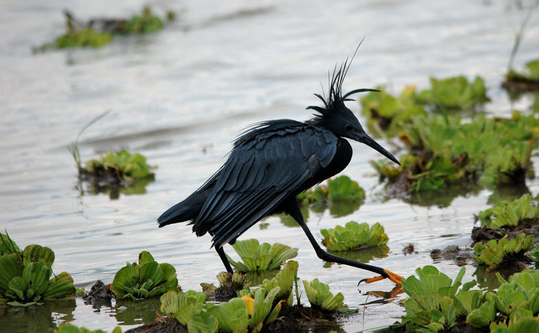 black-heron-umbrella-bird-canopy-feeding-facts