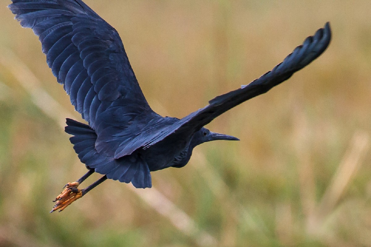 black-heron-umbrella-bird-canopy-feeding-facts