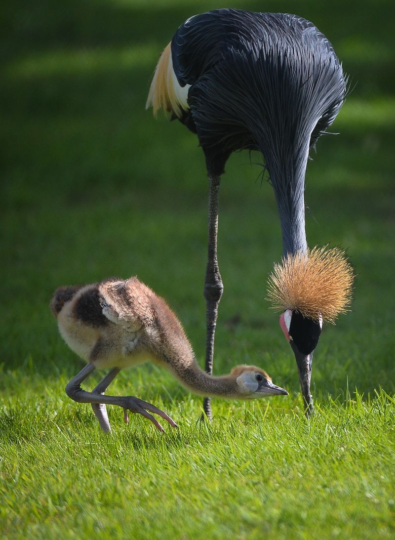 Grey Crowned Crane: The Dancing Royalty of African Wetlands