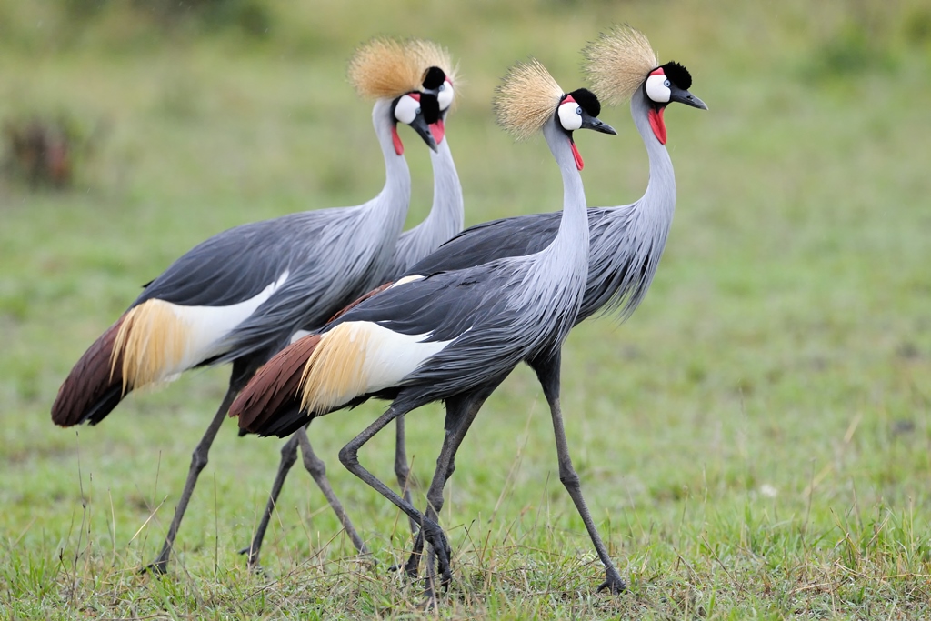 Grey Crowned Crane: The Dancing Royalty of African Wetlands