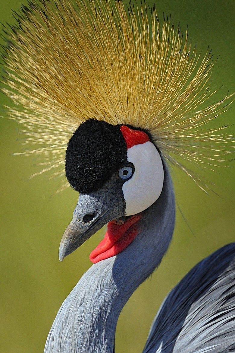 Grey Crowned Crane: The Dancing Royalty of African Wetlands