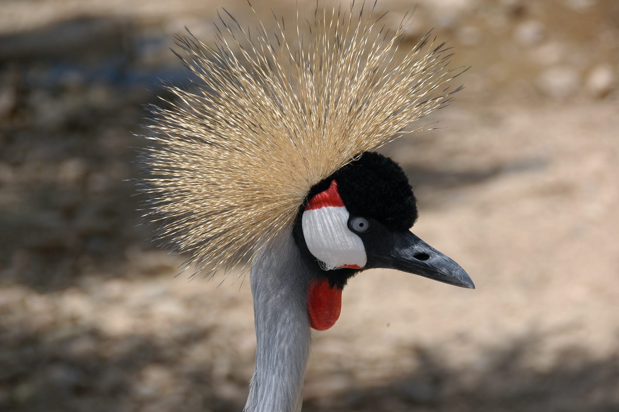 Grey Crowned Crane: The Dancing Royalty of African Wetlands