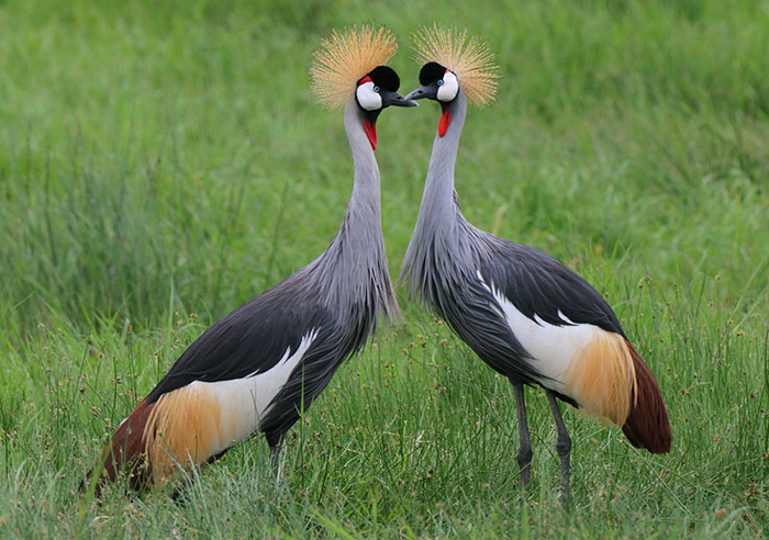 Grey Crowned Crane: The Dancing Royalty of African Wetlands