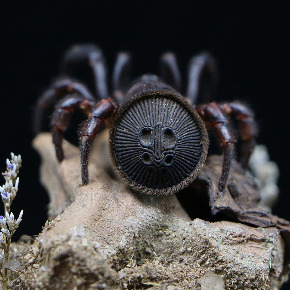 cyclocosmia-ricketti-rare-coin-spider-facts