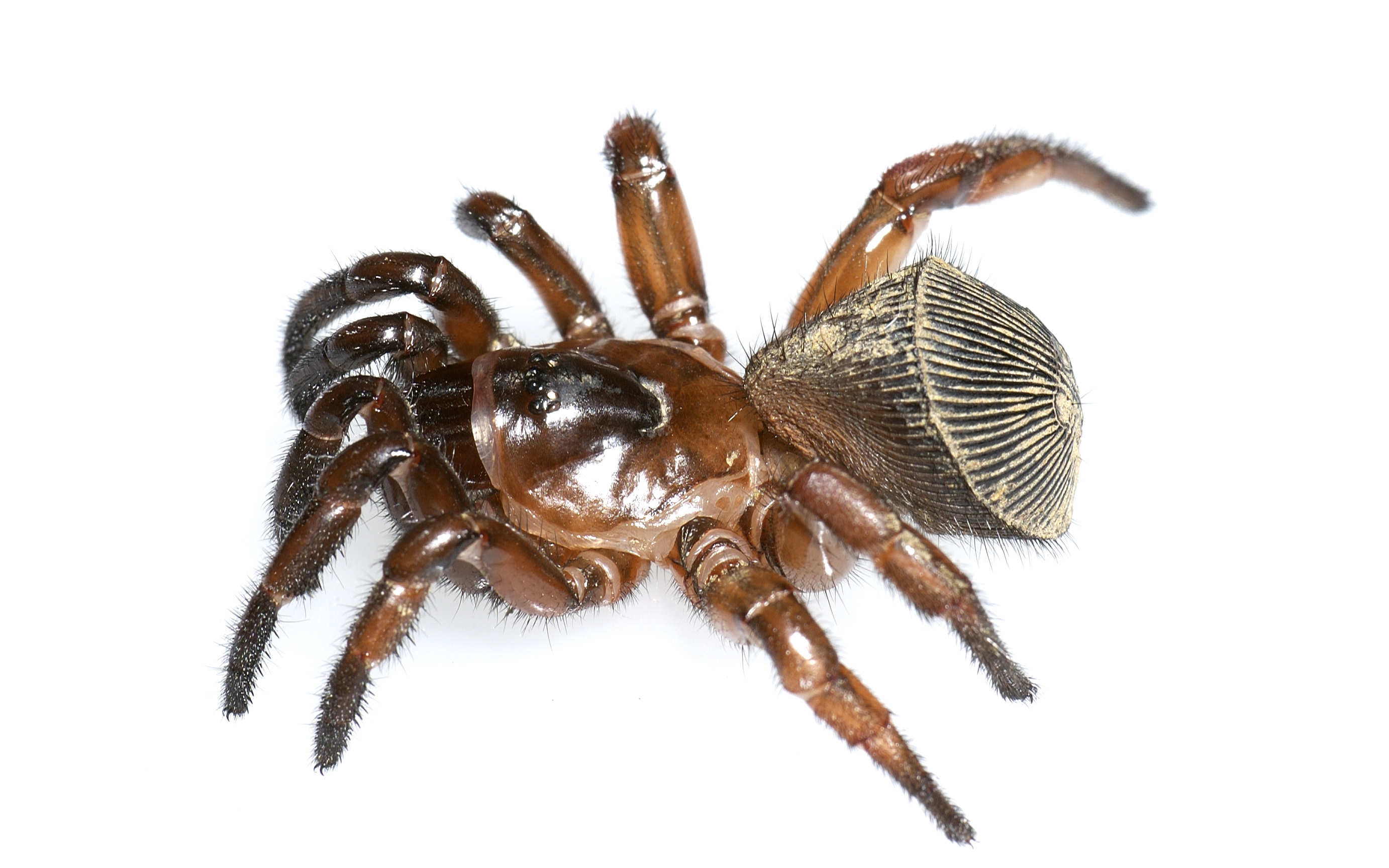 cyclocosmia-ricketti-rare-coin-spider-facts