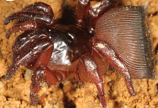 cyclocosmia-ricketti-rare-coin-spider-facts