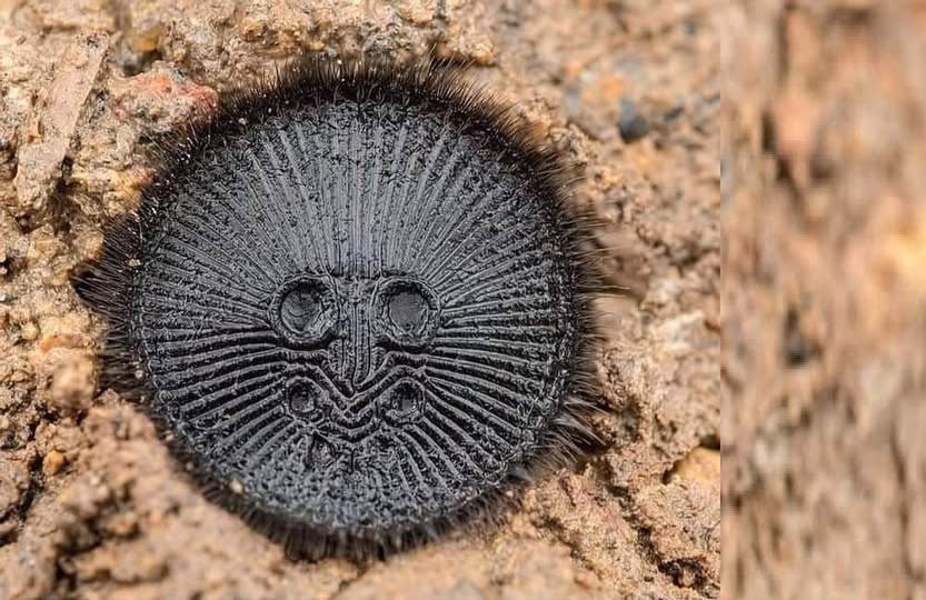 cyclocosmia-ricketti-rare-coin-spider-facts