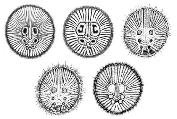 cyclocosmia-ricketti-rare-coin-spider-facts