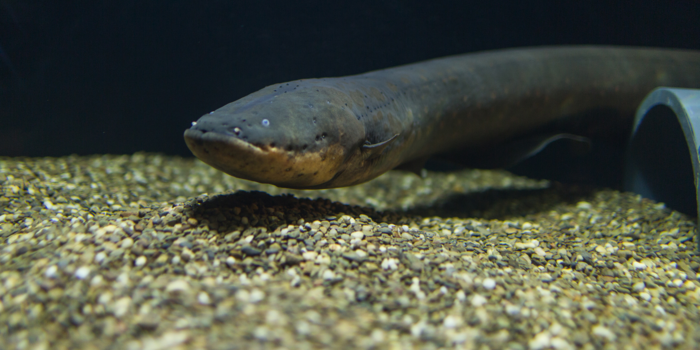 Close-up of an Electric Eel's head showing its small eyes and powerful mouth.