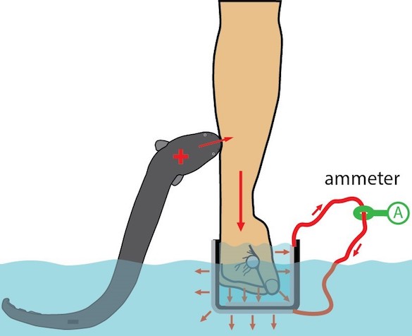 Diagram of an Electric Eel's body highlighting the three electricity-generating organs.