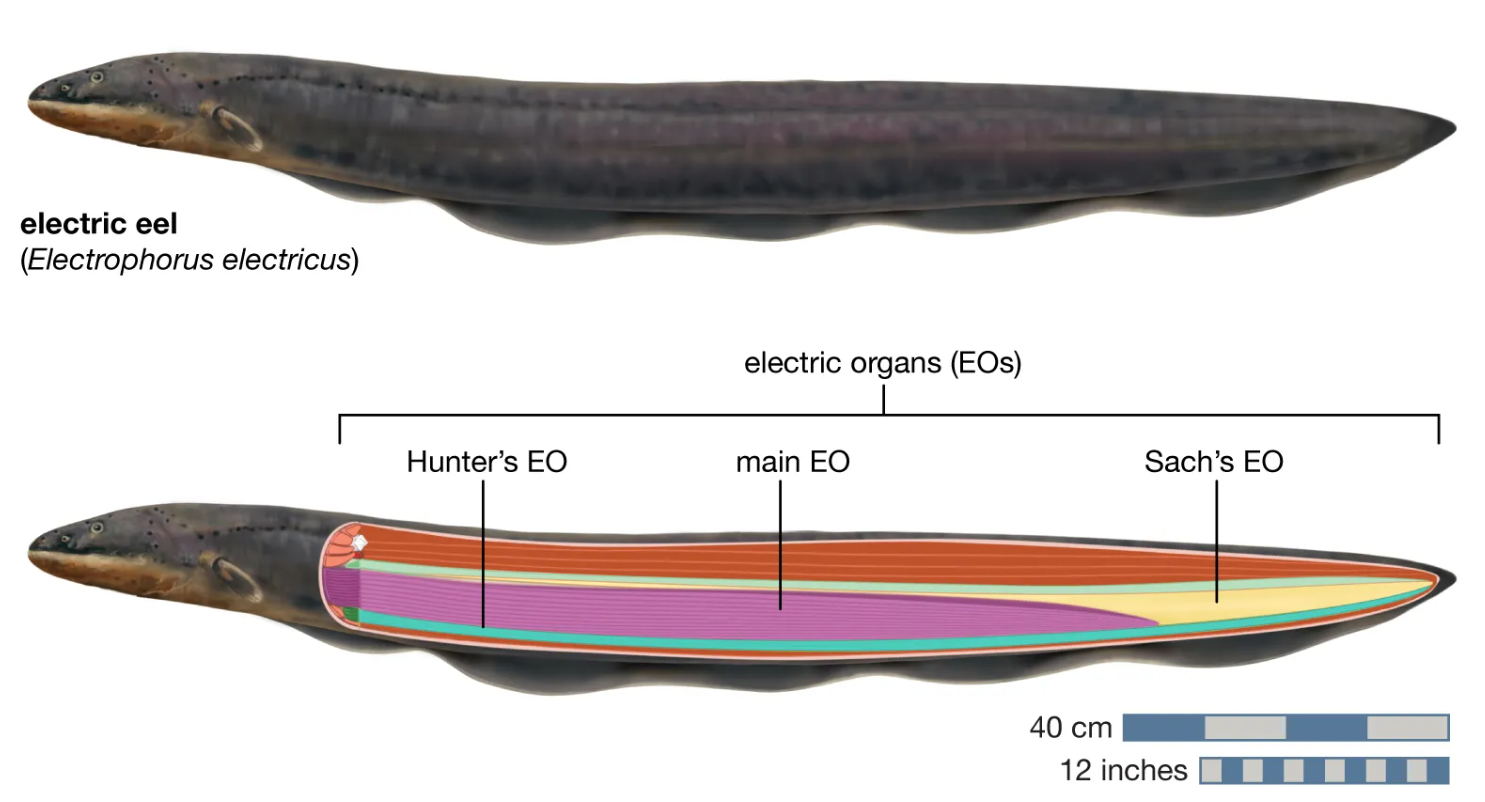 Diagram of an Electric Eel's body highlighting the three electricity-generating organs.