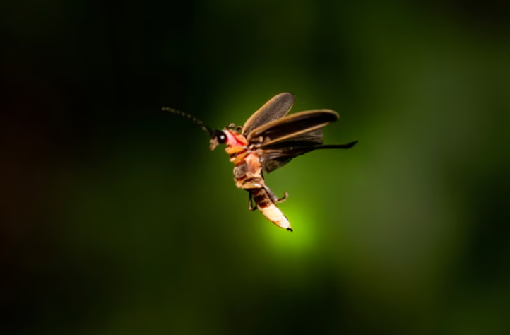 A magical night scene in a forest with hundreds of fireflies glowing yellow-green amongst the trees and grass.