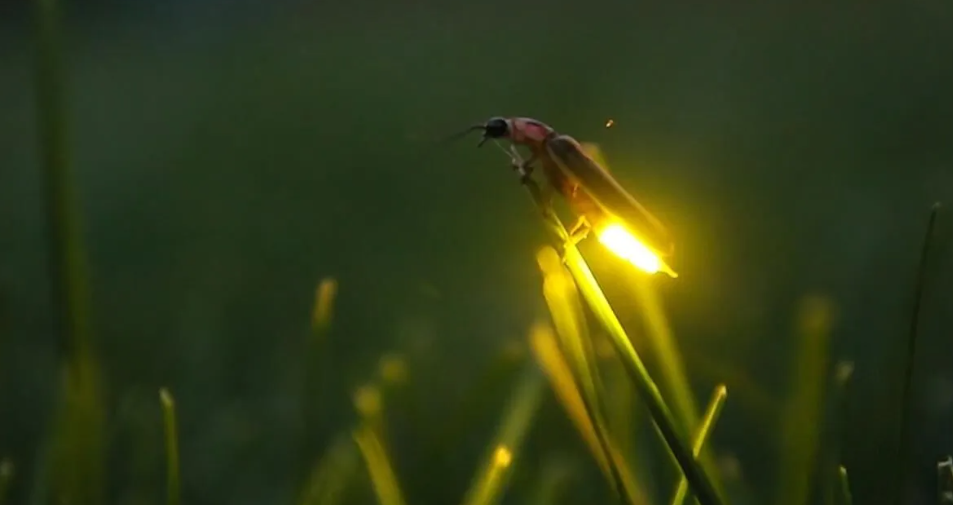 A magical night scene in a forest with hundreds of fireflies glowing yellow-green amongst the trees and grass.