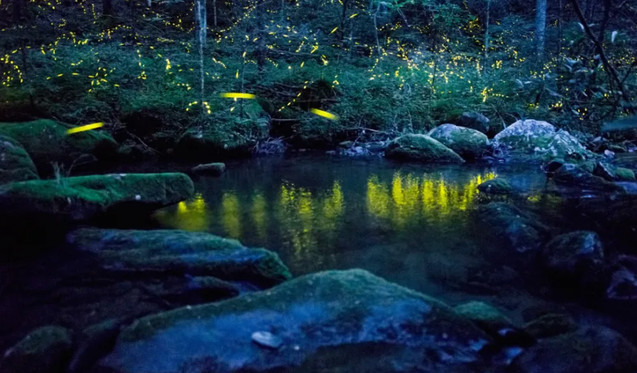 A magical night scene in a forest with hundreds of fireflies glowing yellow-green amongst the trees and grass.