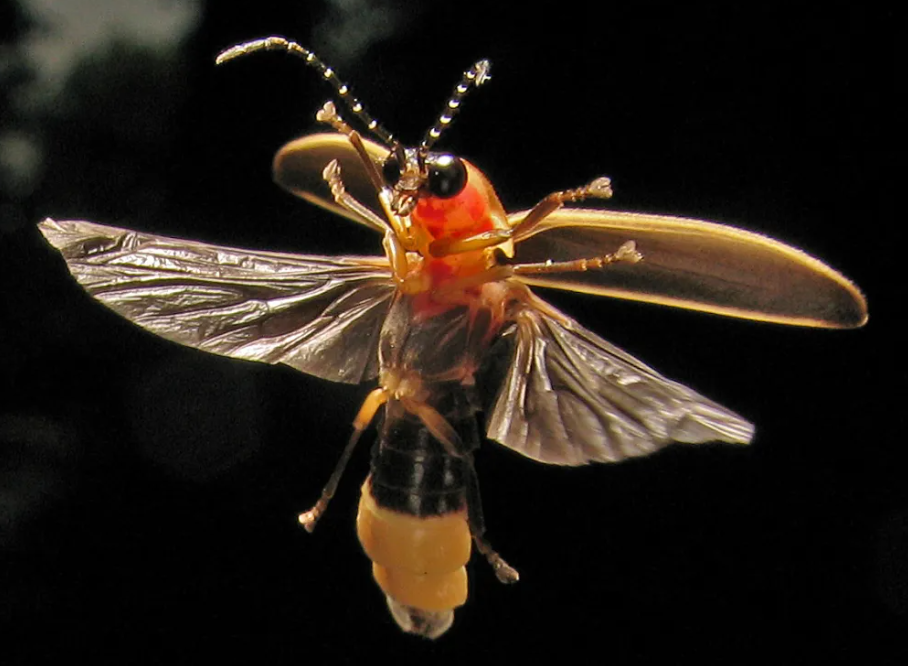 A magical night scene in a forest with hundreds of fireflies glowing yellow-green amongst the trees and grass.