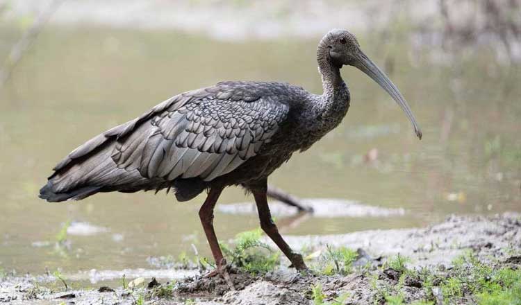 Close-up of a Giant Ibis bill probing into the mud for food.