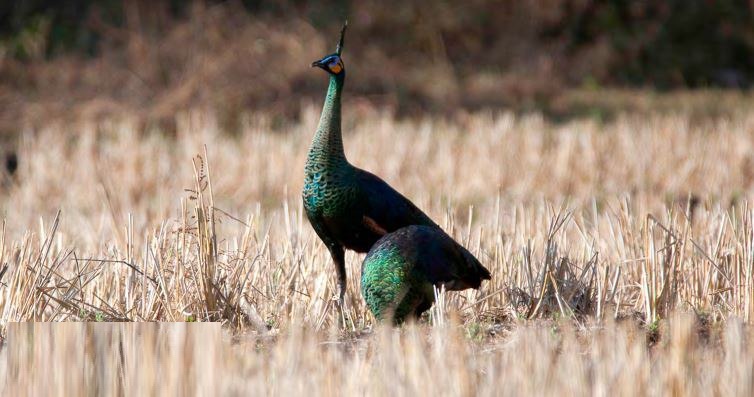 green-peafowl-cambodia-rare-endangered-bird