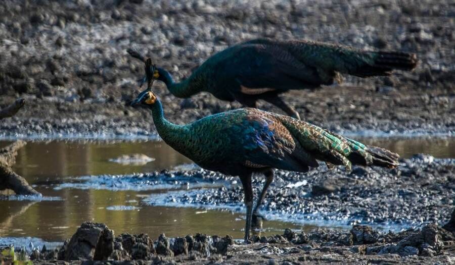 green-peafowl-cambodia-rare-endangered-bird