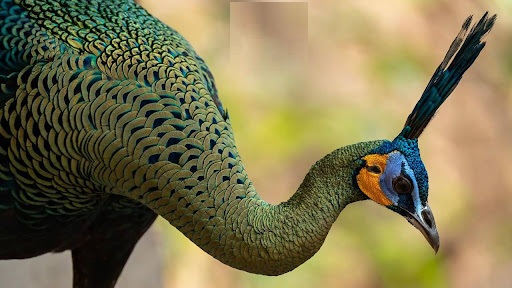 green-peafowl-cambodia-rare-endangered-bird