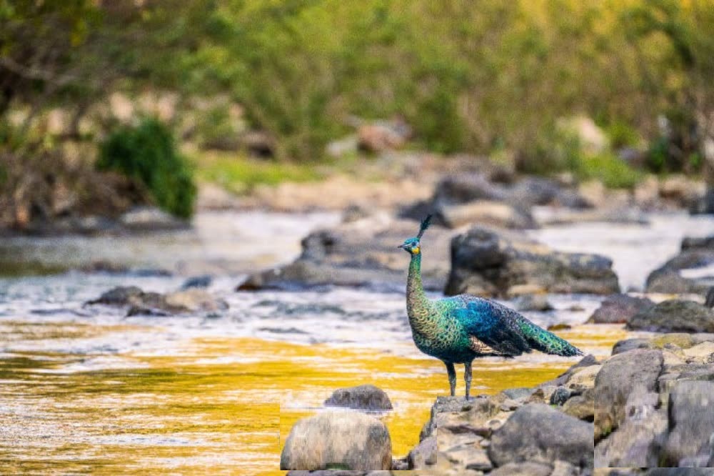 green-peafowl-cambodia-rare-endangered-bird