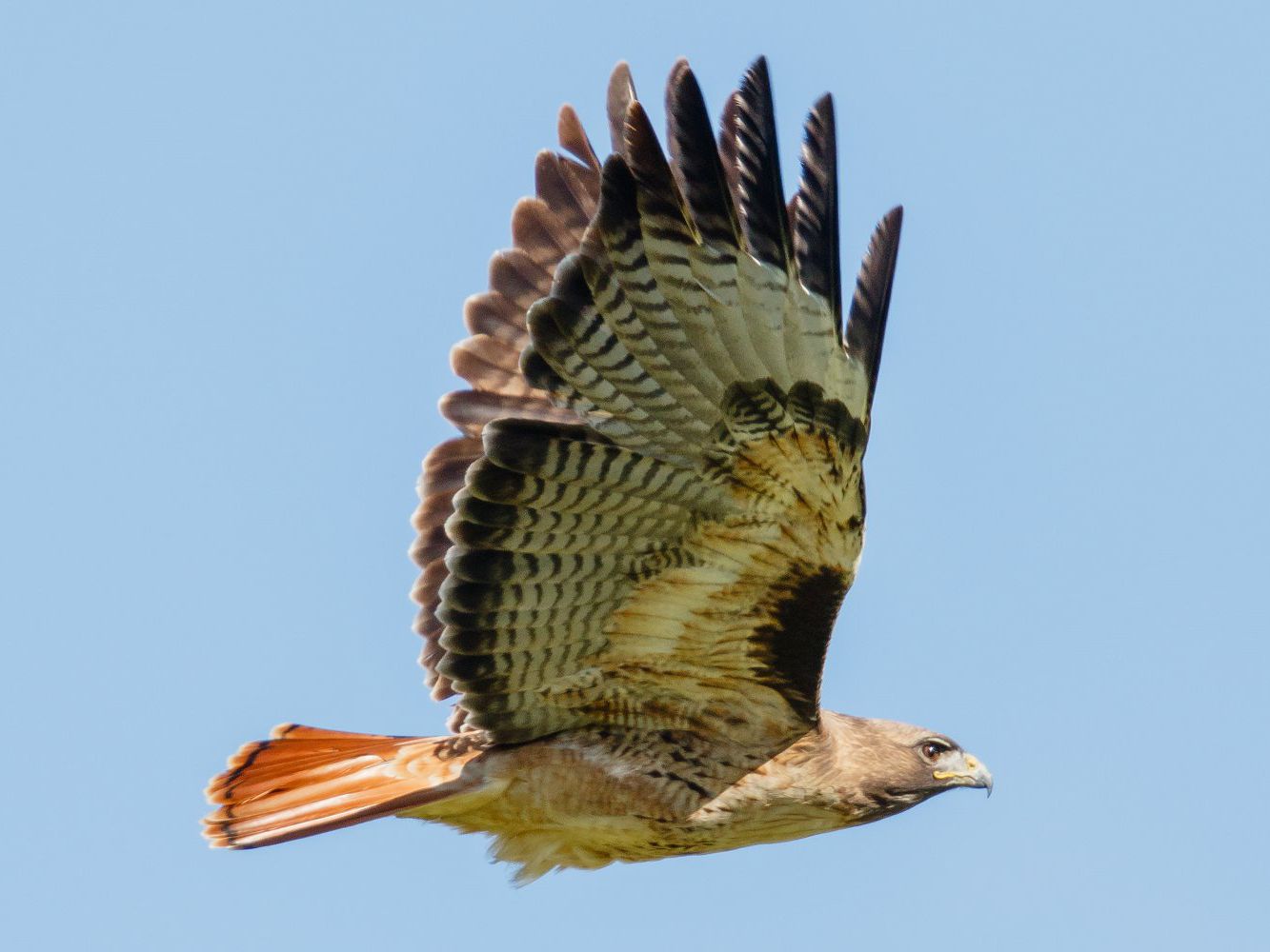 Hawks: The Elite Aerial Hunters