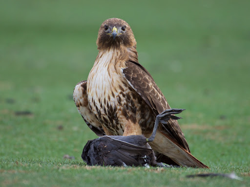 Hawks: The Elite Aerial Hunters