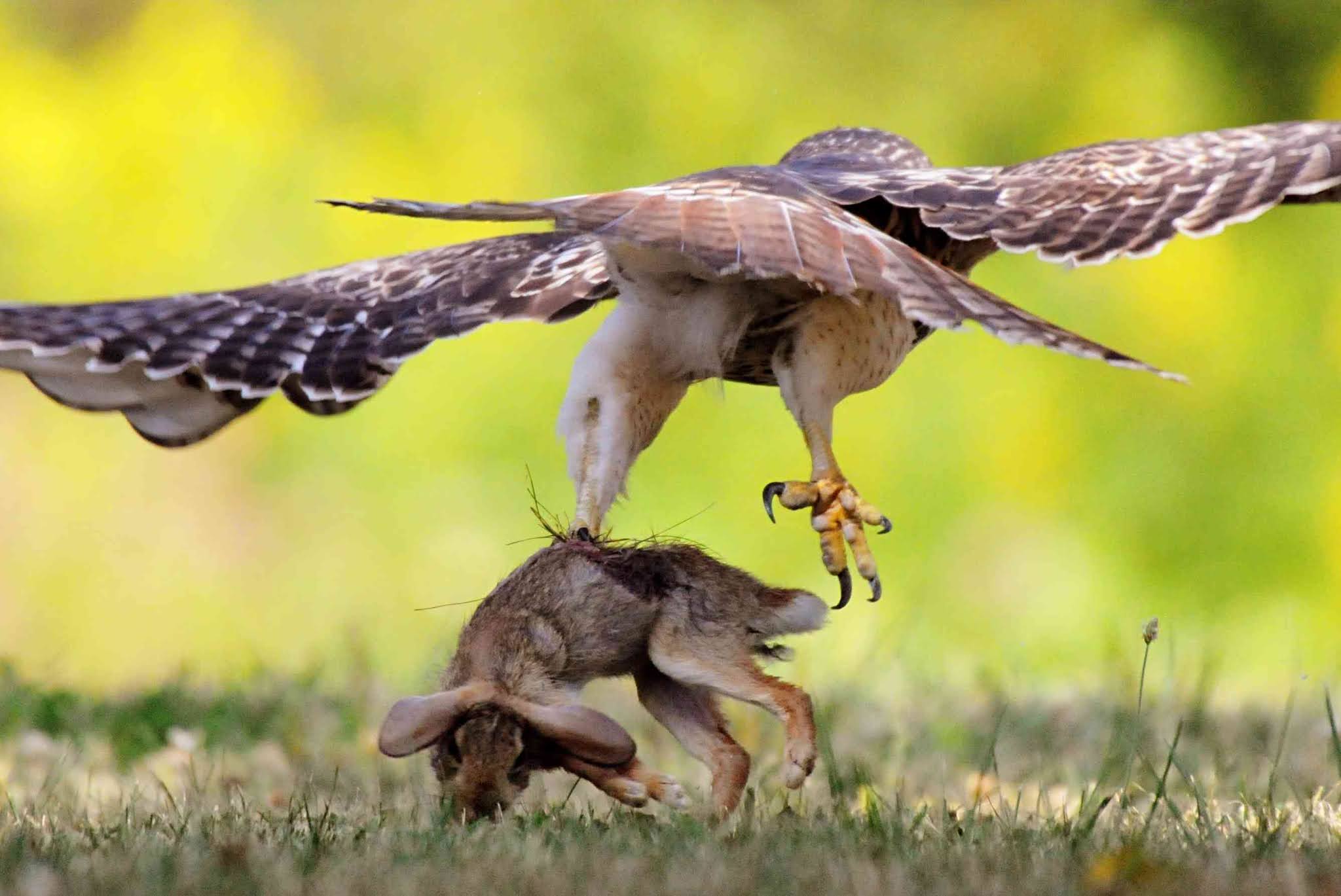 Hawks: The Elite Aerial Hunters