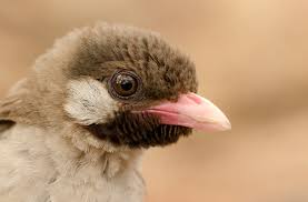 honeyguide-bird-human-mutualism-facts