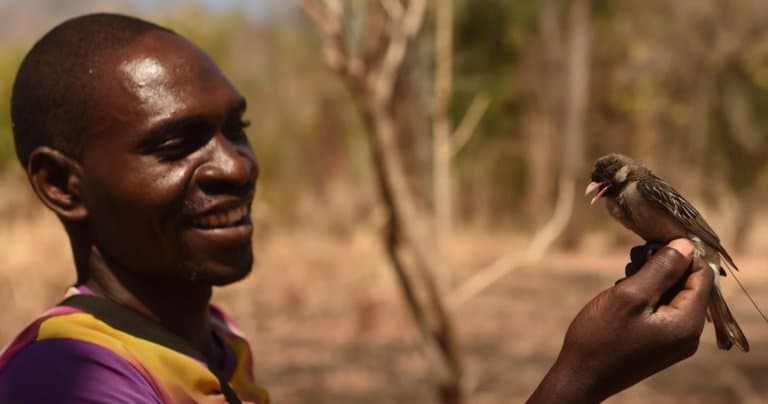honeyguide-bird-human-mutualism-facts