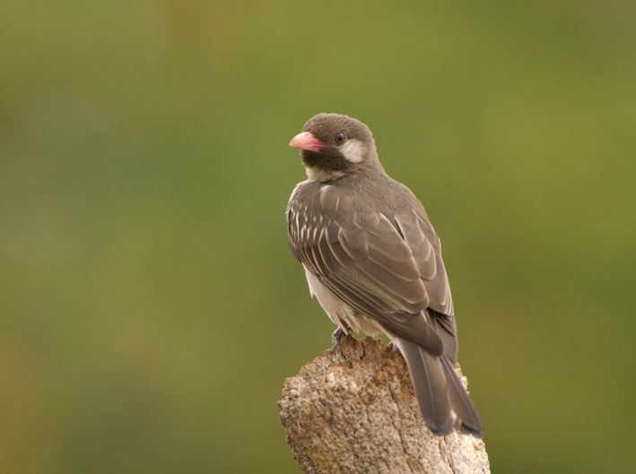 honeyguide-bird-human-mutualism-facts