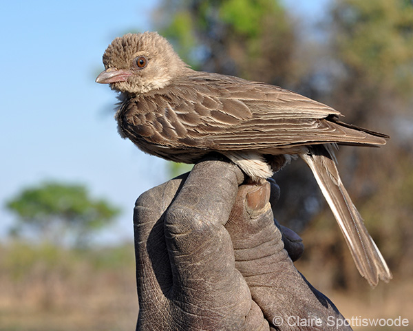 honeyguide-bird-human-mutualism-facts