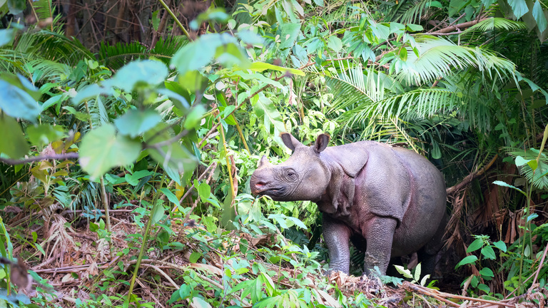 javan-rhino-rarest-mammal-extinction-story