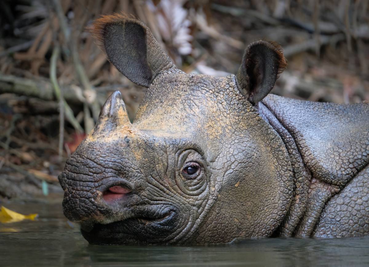 javan-rhino-rarest-mammal-extinction-story