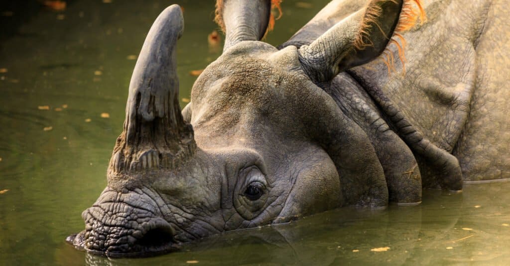 javan-rhino-rarest-mammal-extinction-story